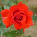 ҵ