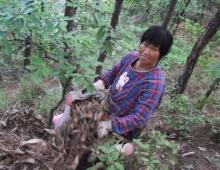 导游我心中的红太阳 /依一草