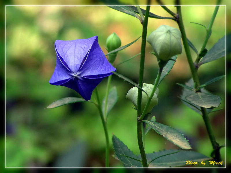 5f554600d2ece53a738b6566.jpg