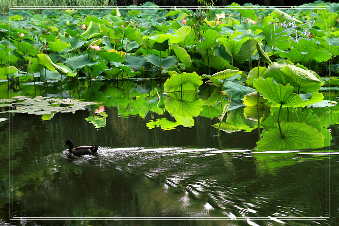20090727_fd5b3c313cf99ea9e51clxHn8CODrBBV.jpg