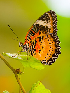bbb3b3d61ccc26fdfd0511a8350be896.jpg