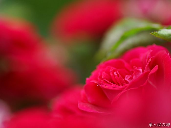 digital-flower-phorograph-newflower081_wallcoo_com.jpg