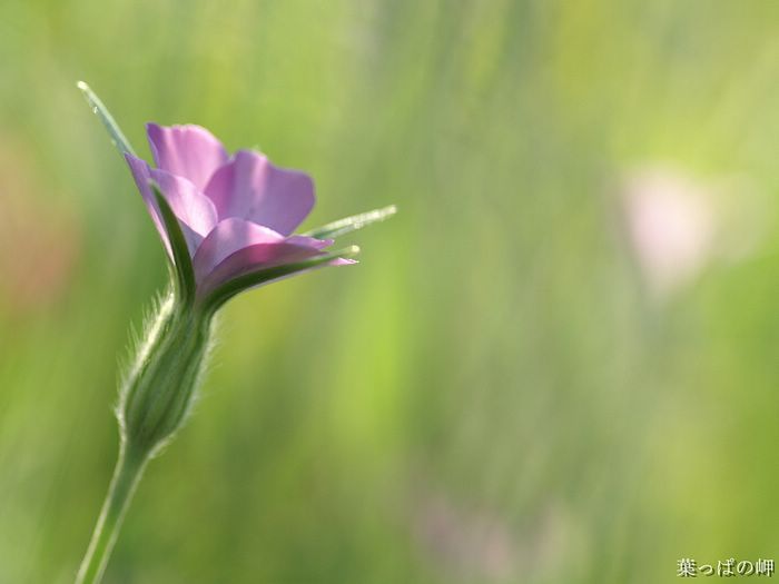 digital-flower-phorograph-newflower085_wallcoo_com.jpg