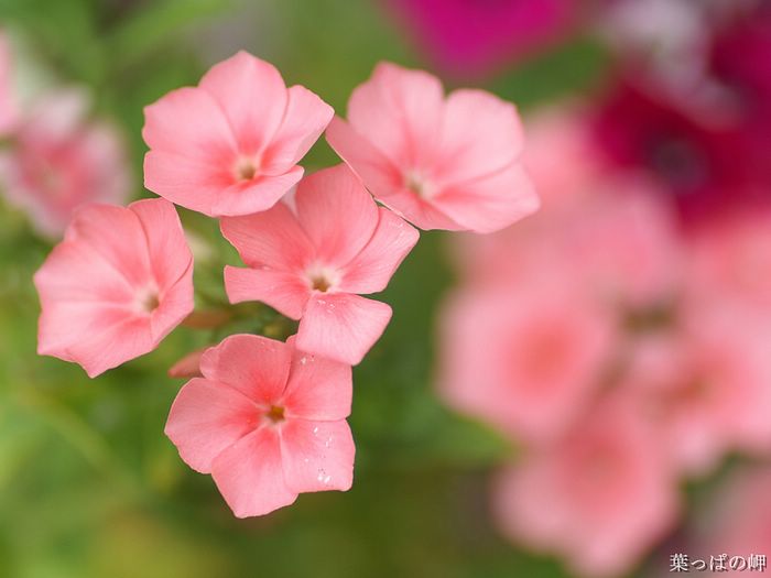 digital-flower-phorograph-newflower087_wallcoo_com.jpg