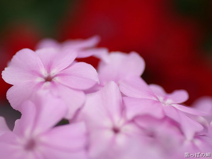 digital-flower-phorograph-newflower089_wallcoo_com.jpg