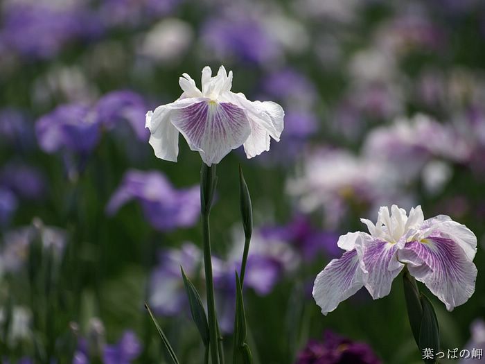 digital-flower-phorograph-newflower157_wallcoo_com.jpg