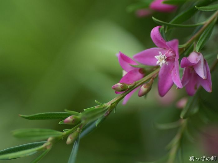 digital-flower-phorograph-newflower161_wallcoo_com.jpg