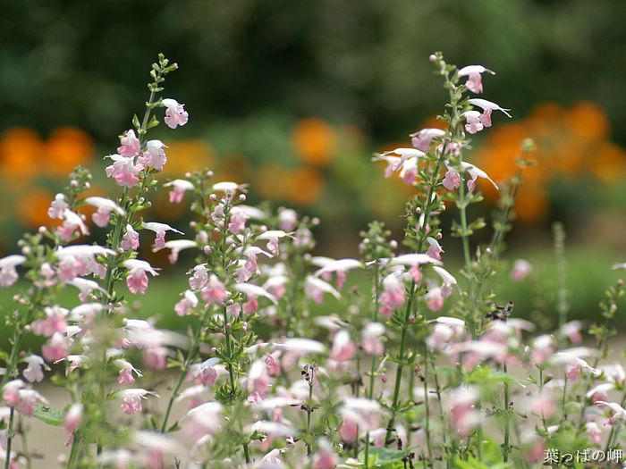digital-flower-phorograph-newflower162_wallcoo_com.jpg