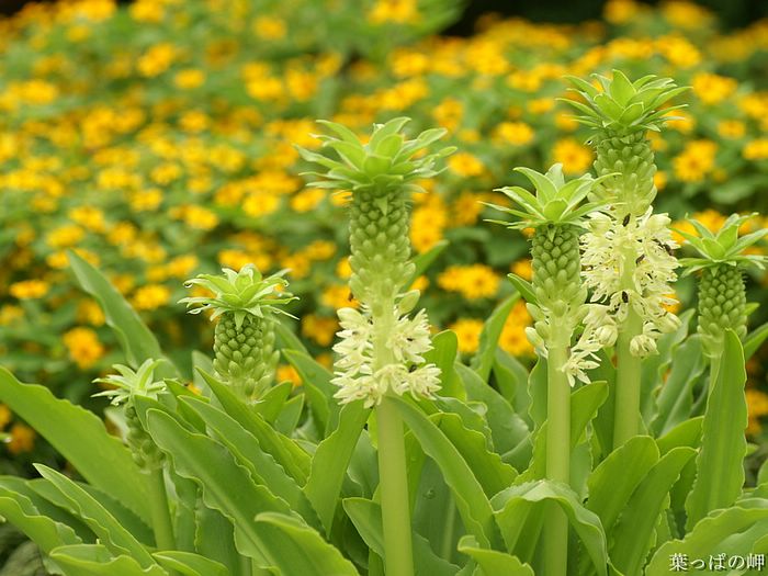 digital-flower-phorograph-newflower204_wallcoo_com.jpg