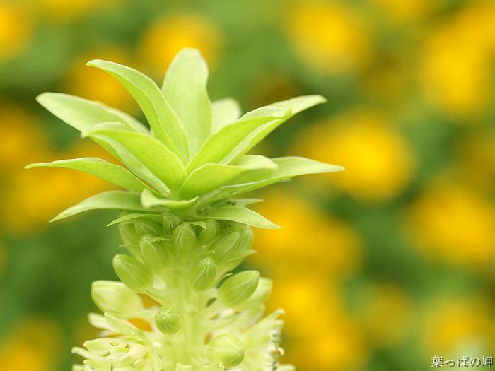 digital-flower-phorograph-newflower205_wallcoo_com.jpg