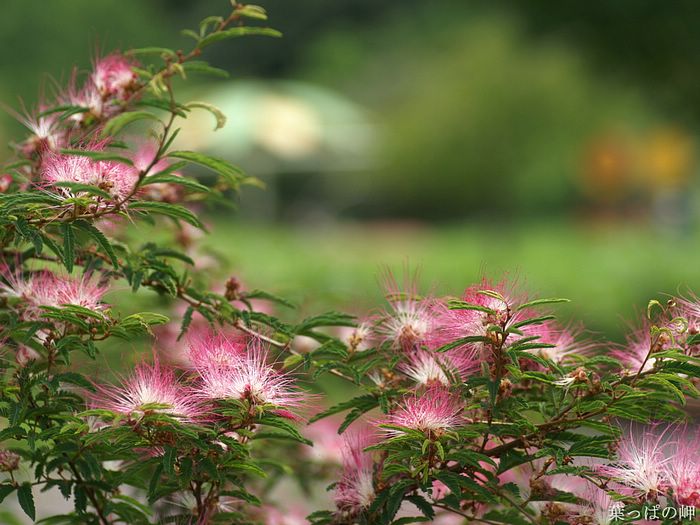 digital-flower-phorograph-newflower213_wallcoo_com.jpg