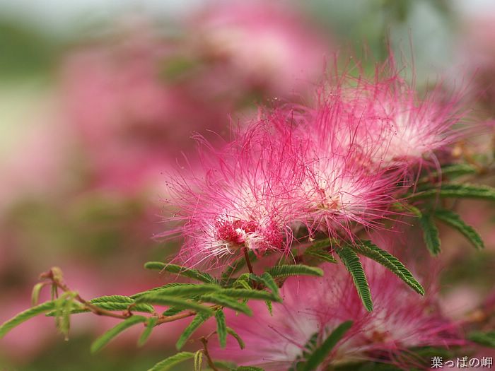 digital-flower-phorograph-newflower214_wallcoo_com.jpg
