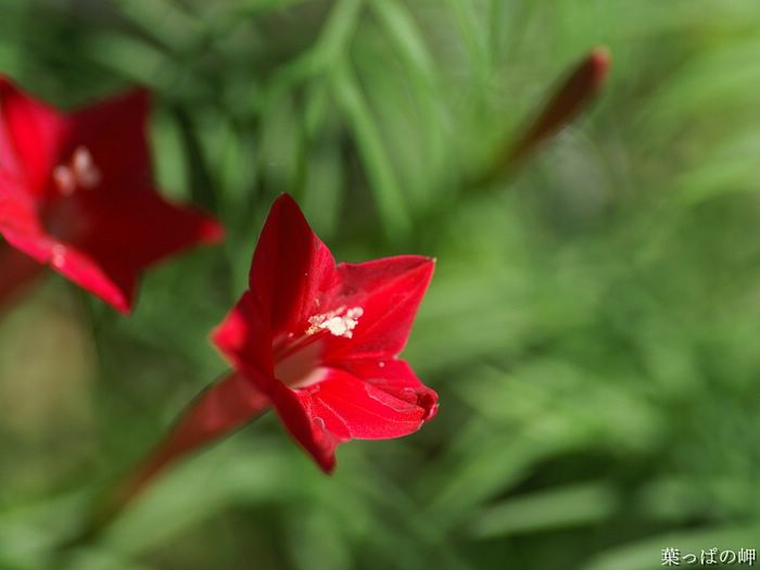 digital-flower-phorograph-newflower290_wallcoo_com.jpg
