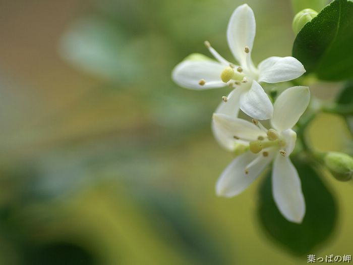 digital-flower-phorograph-newflower292_wallcoo_com.jpg