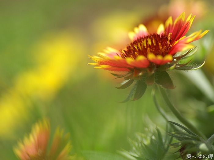 digital-flower-phorograph-newflower294_wallcoo_com.jpg