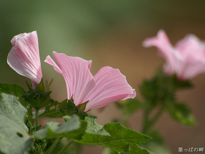 digital-flower-phorograph-newflower330_wallcoo_com.jpg