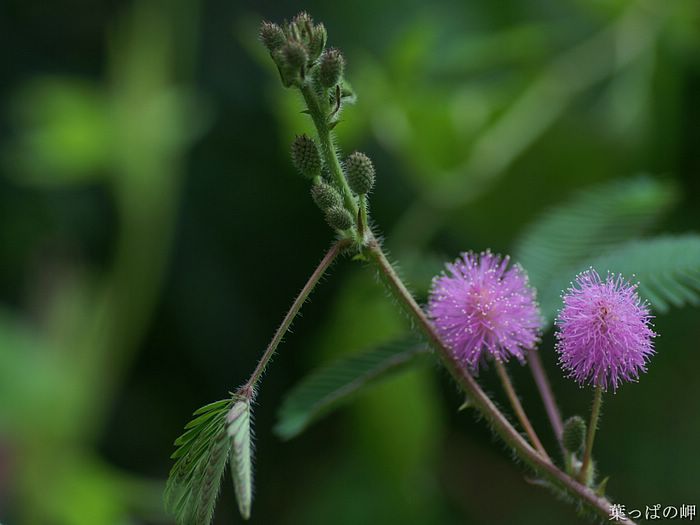 digital-flower-phorograph-newflower332_wallcoo_com.jpg