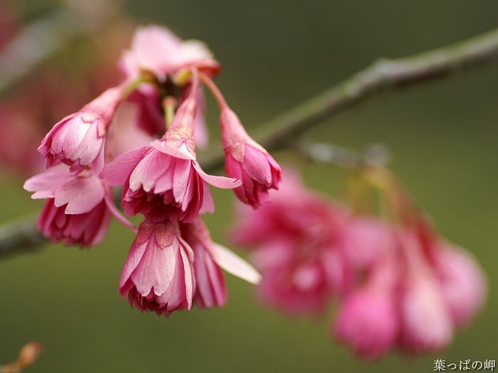 digital-flower-phorograph-newflower891_wallcoo_com.jpg