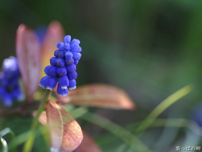 digital-flower-phorograph-newflower908_wallcoo_com.jpg