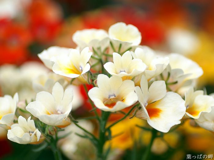 digital-flower-phorograph-newflower910_wallcoo_com.jpg