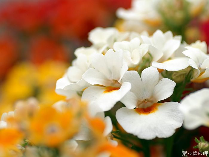 digital-flower-phorograph-newflower911_wallcoo_com.jpg