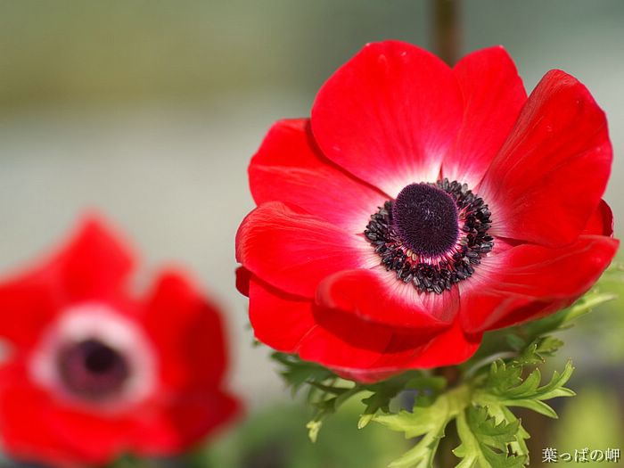 digital-flower-phorograph-newflower913_wallcoo_com.jpg