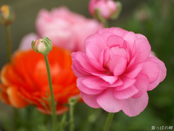 digital-flower-phorograph-newflower914_wallcoo_com.jpg