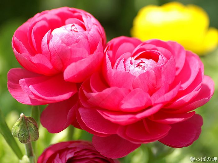 digital-flower-phorograph-newflower915_wallcoo_com.jpg