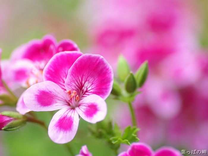 digital-flower-phorograph-newflower921_wallcoo_com.jpg