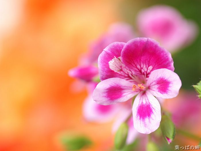 digital-flower-phorograph-newflower923_wallcoo_com.jpg