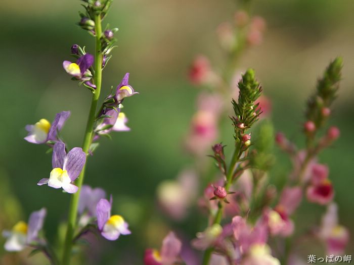 digital-flower-phorograph-newflower929_wallcoo_com.jpg