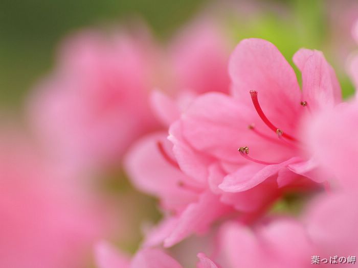 digital-flower-phorograph-newflower972_wallcoo_com.jpg