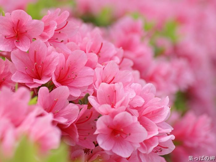 digital-flower-phorograph-newflower976_wallcoo_com.jpg