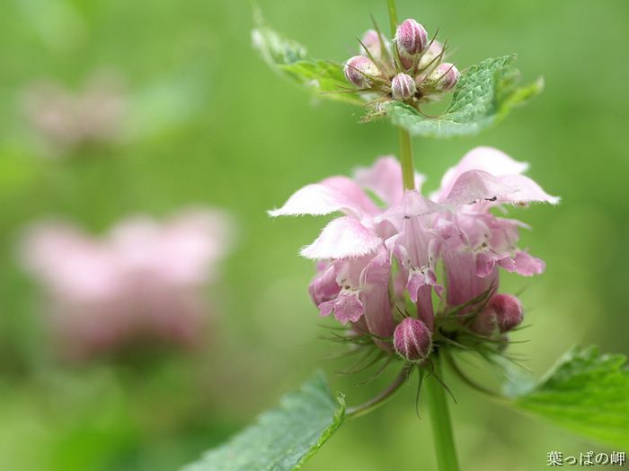 digital-flower-phorograph-newflower997_wallcoo_com.jpg