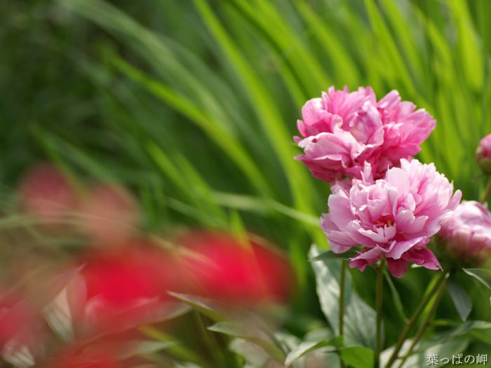 wallcoo_com_Digital_Flower_Photography_newflower064.jpg