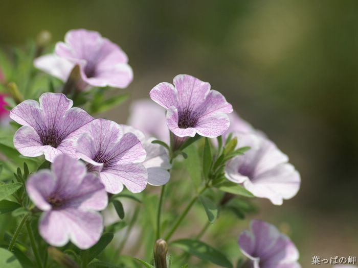 wallcoo_com_Digital_Flower_Photography_newflower075.jpg