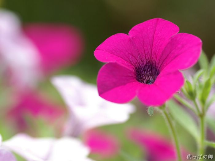 wallcoo_com_Digital_Flower_Photography_newflower076.jpg