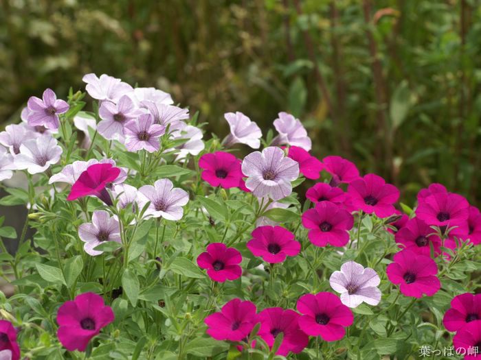 wallcoo_com_Digital_Flower_Photography_newflower077.jpg