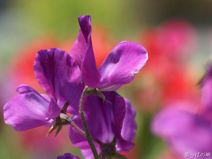 wallcoo_com_Digital_Flower_Photography_newflower078.jpg
