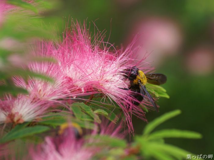 wallcoo_com_Digital_Flower_Photography_newflower212.jpg