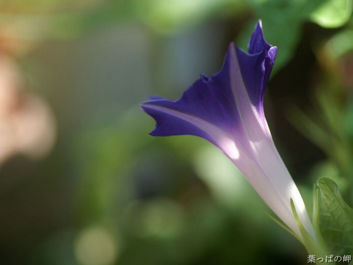 wallcoo_com_Digital_Flower_Photography_newflower302.jpg