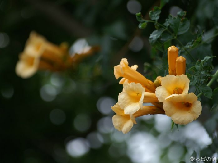 wallcoo_com_Digital_Flower_Photography_newflower304.jpg
