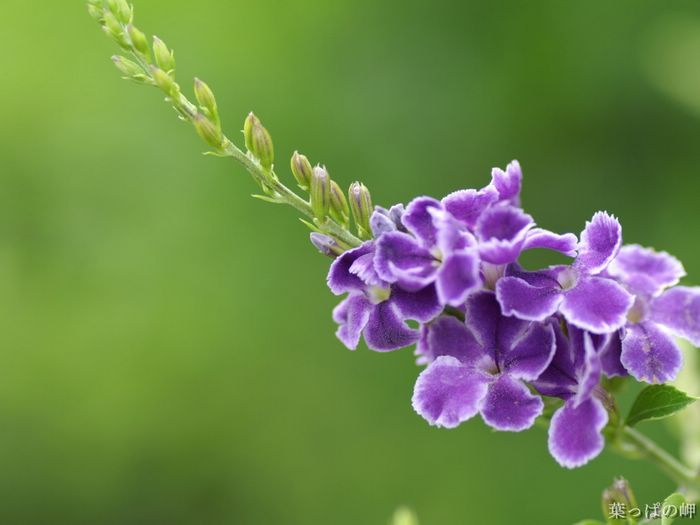 wallcoo_com_Digital_Flower_Photography_newflower357.jpg