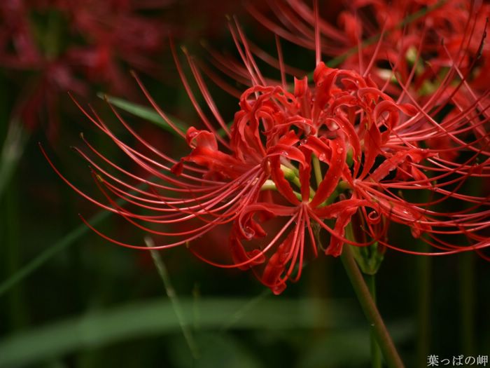 wallcoo_com_Digital_Flower_Photography_newflower390.jpg