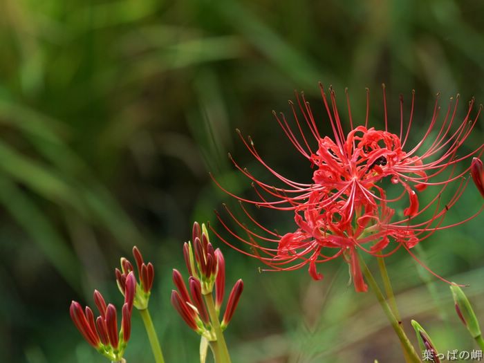 wallcoo_com_Digital_Flower_Photography_newflower392.jpg