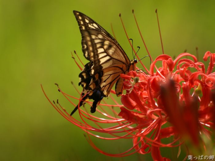 wallcoo_com_Digital_Flower_Photography_newflower393.jpg
