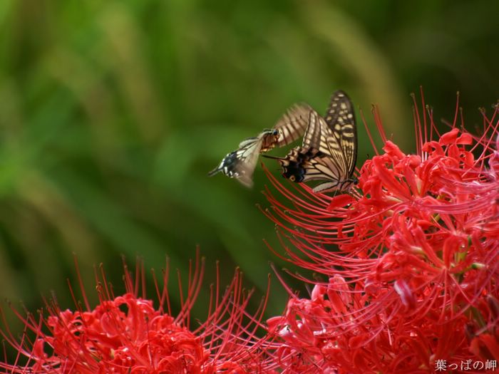 wallcoo_com_Digital_Flower_Photography_newflower394.jpg