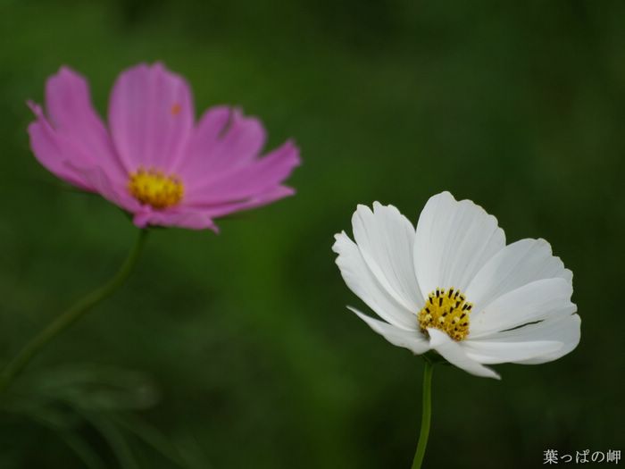 wallcoo_com_Digital_Flower_Photography_newflower402.jpg