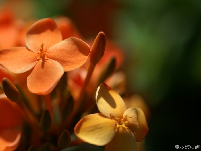 wallcoo_com_Digital_Flower_Photography_newflower442.jpg