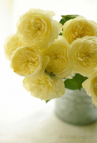 36898003_46560986ytt[1].jpg